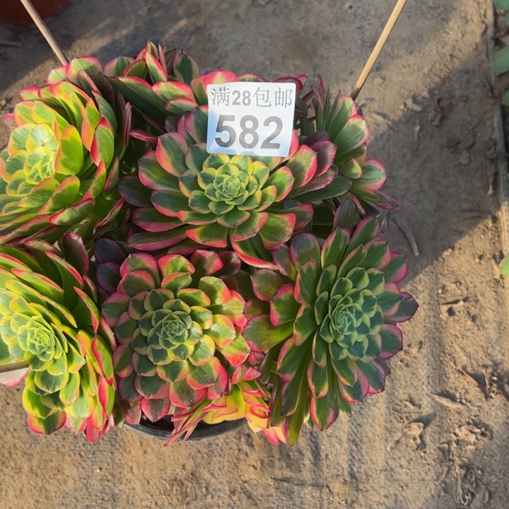 582朝霞多肉植物