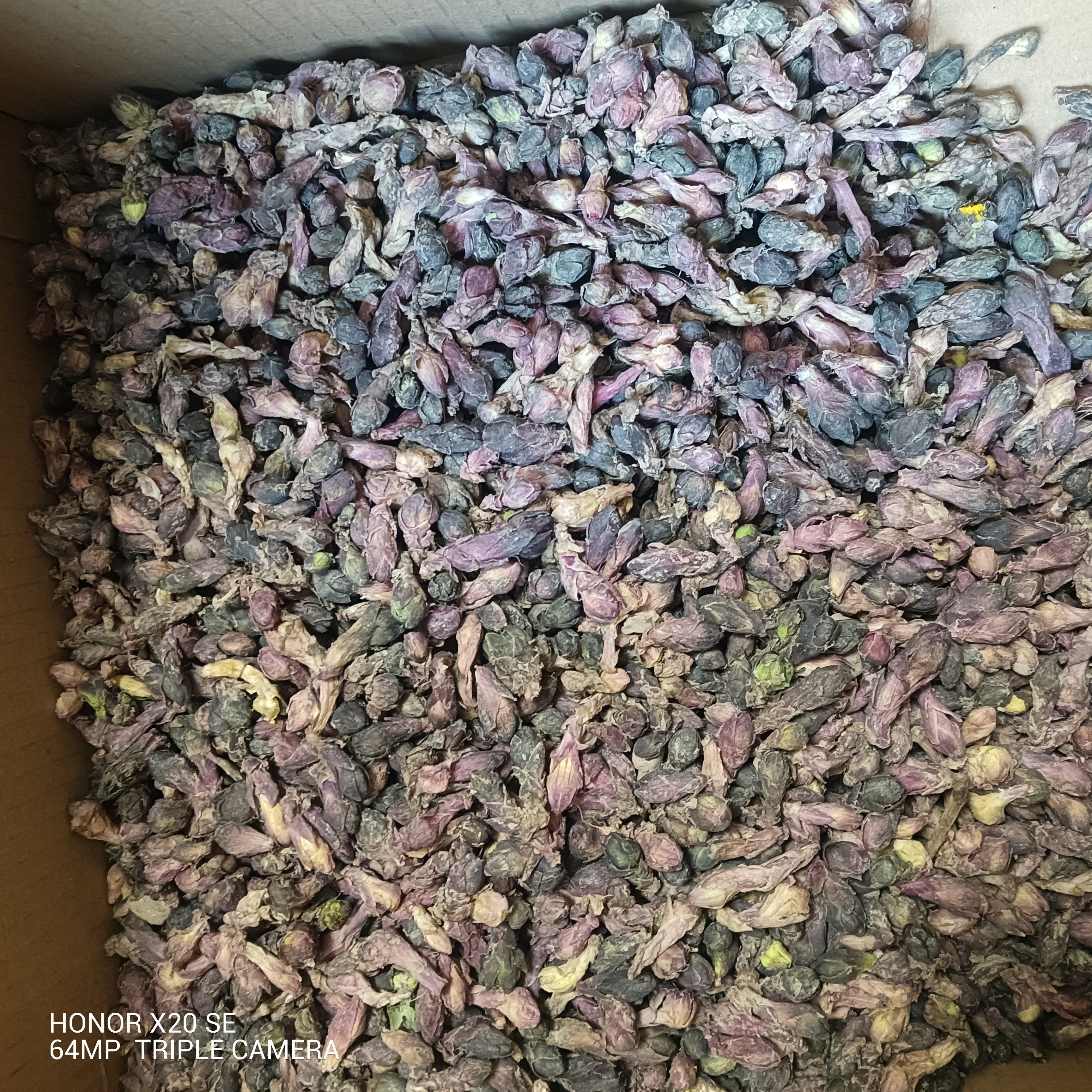 甘肃非种植款冬花250g～500g包邮