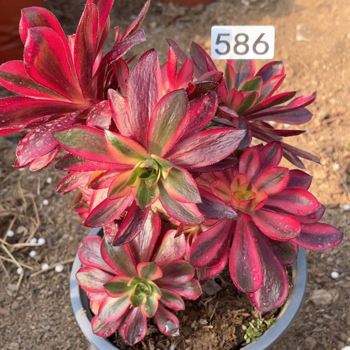 586多肉植物红魔女