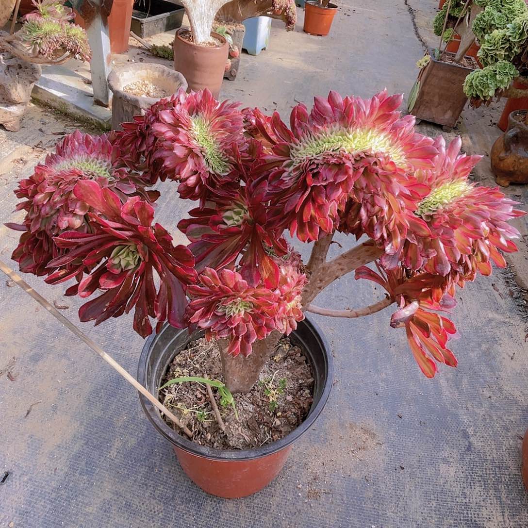 【闪购商品】无花朵红铜壶超白