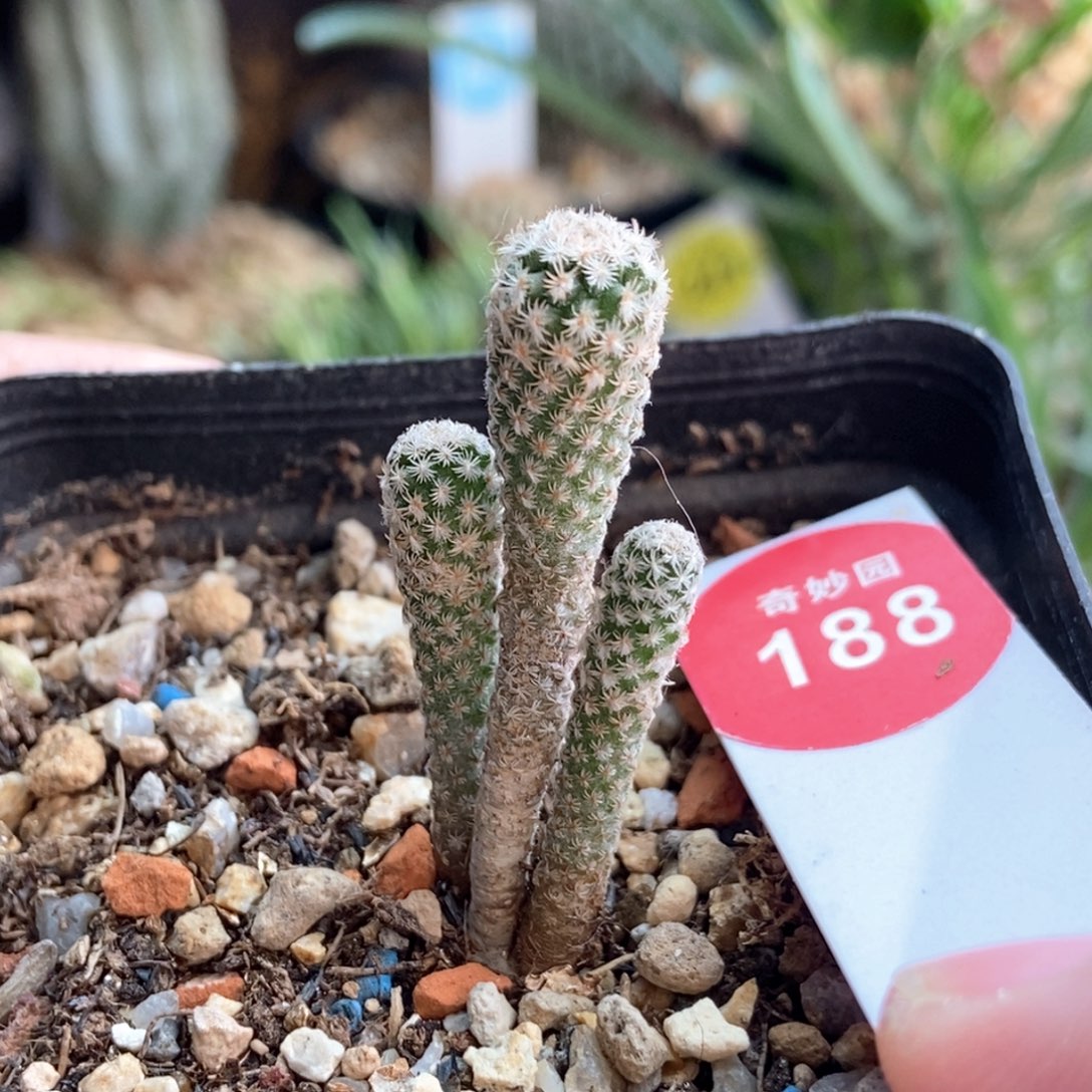 实生赤花美针玉群一颗仙人球