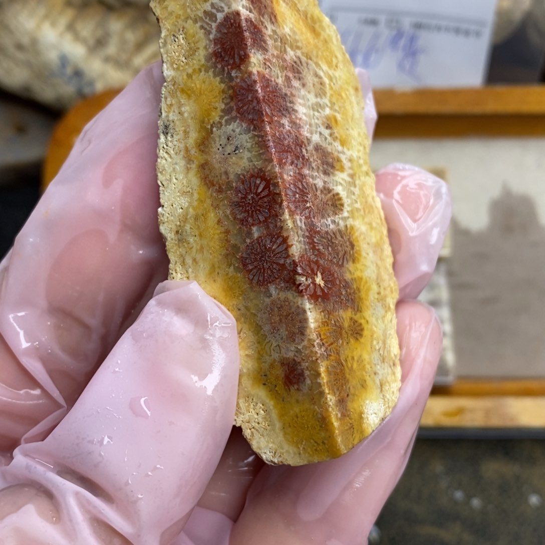 【闪购商品】硅化玉颈饰未镶嵌