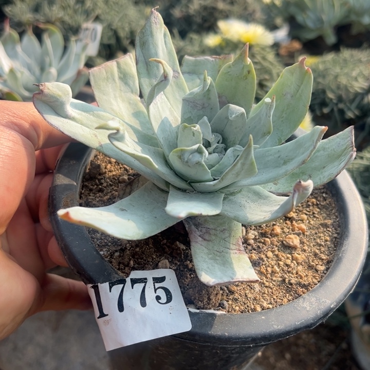 775号皱叶雪山多肉植物老庄