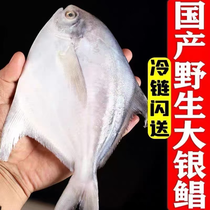 大银鲳鱼5斤（一斤3条）顺丰包邮液氮锁鲜发货