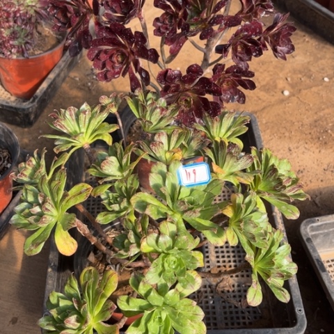 119多肉植物组合