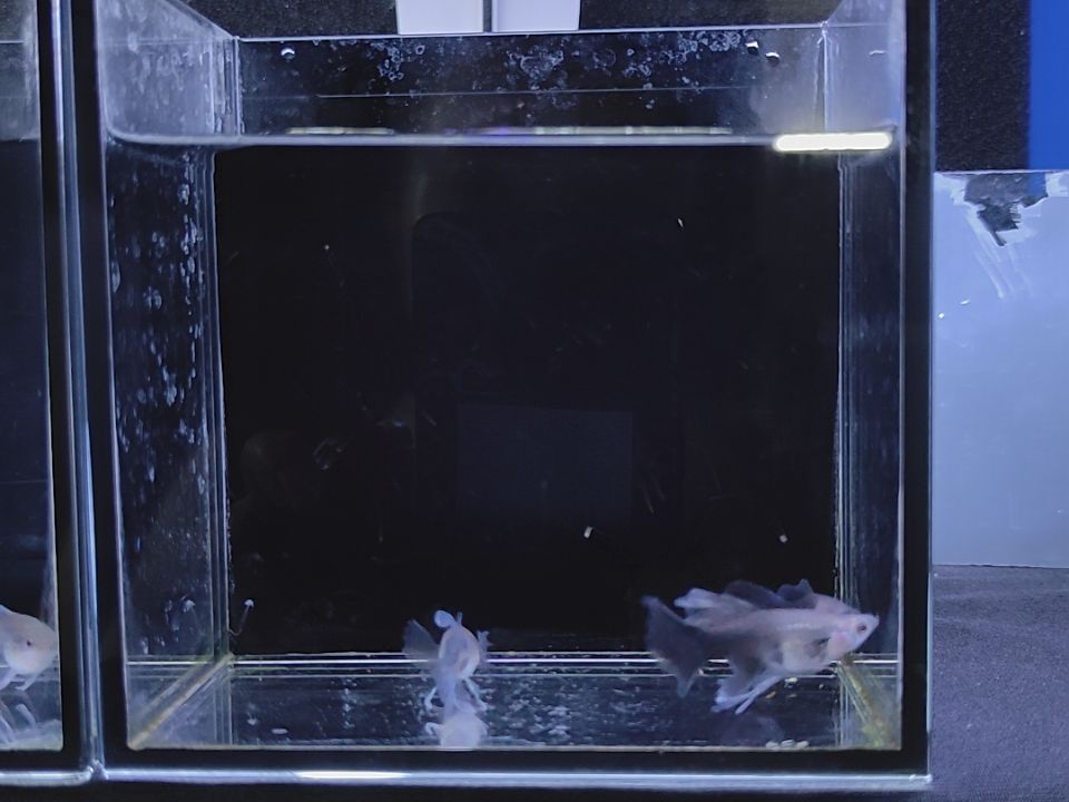 孔雀鱼蓝礼服绒球一公两母