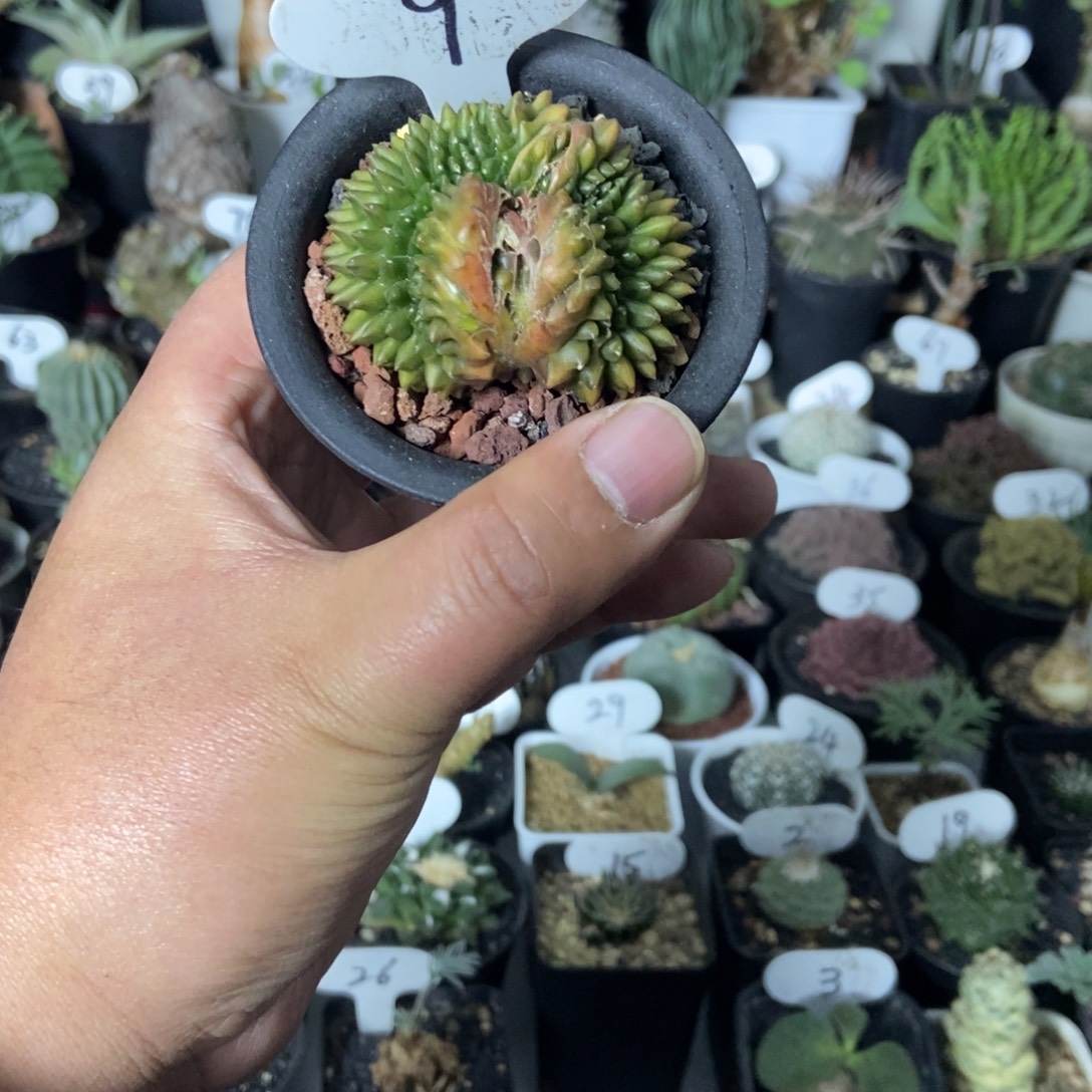 泰貘一个一物一拍
