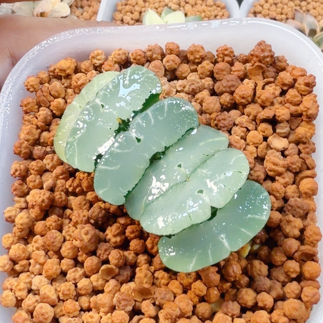 亿***然无花朵十二卷旷月福利