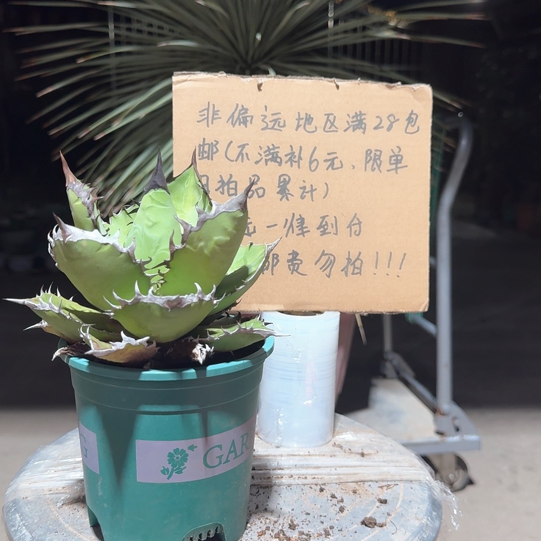 完全开放黑火焰仁王冠龙舌兰