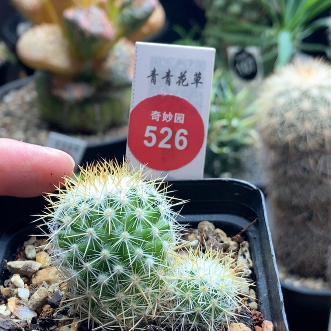 双头千鹤丸一颗66877