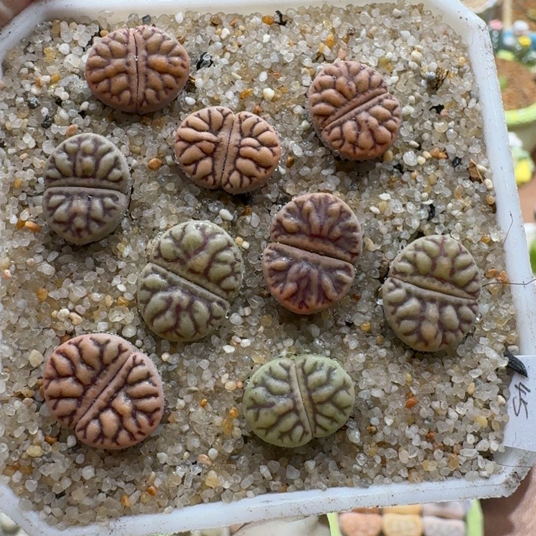 0104-016雀卵玉整套