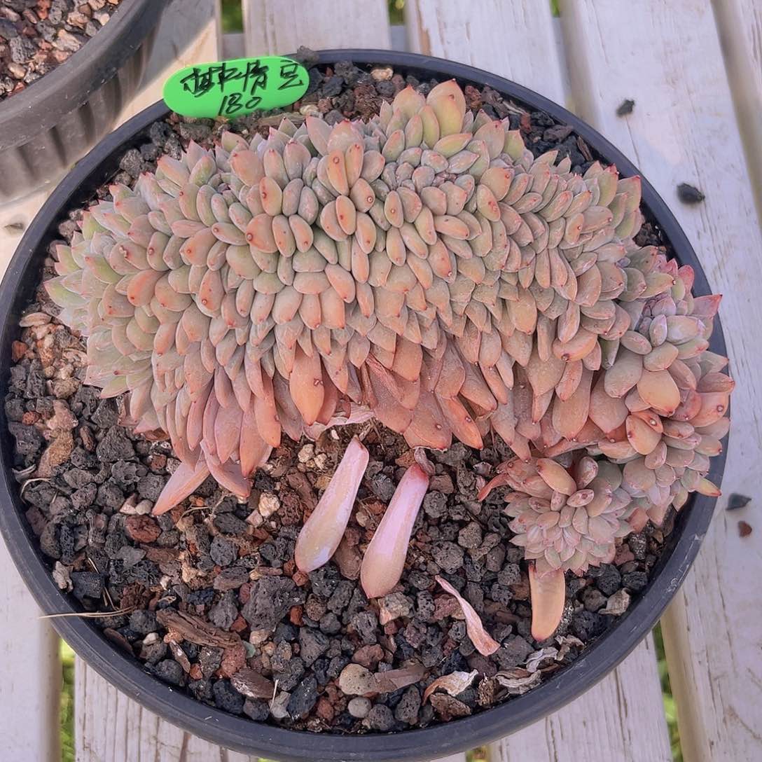 一物一拍星影缀化