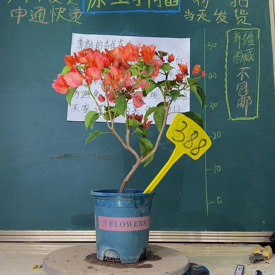 当前无花栽培后可以开花造型杆 不甜西瓜 388