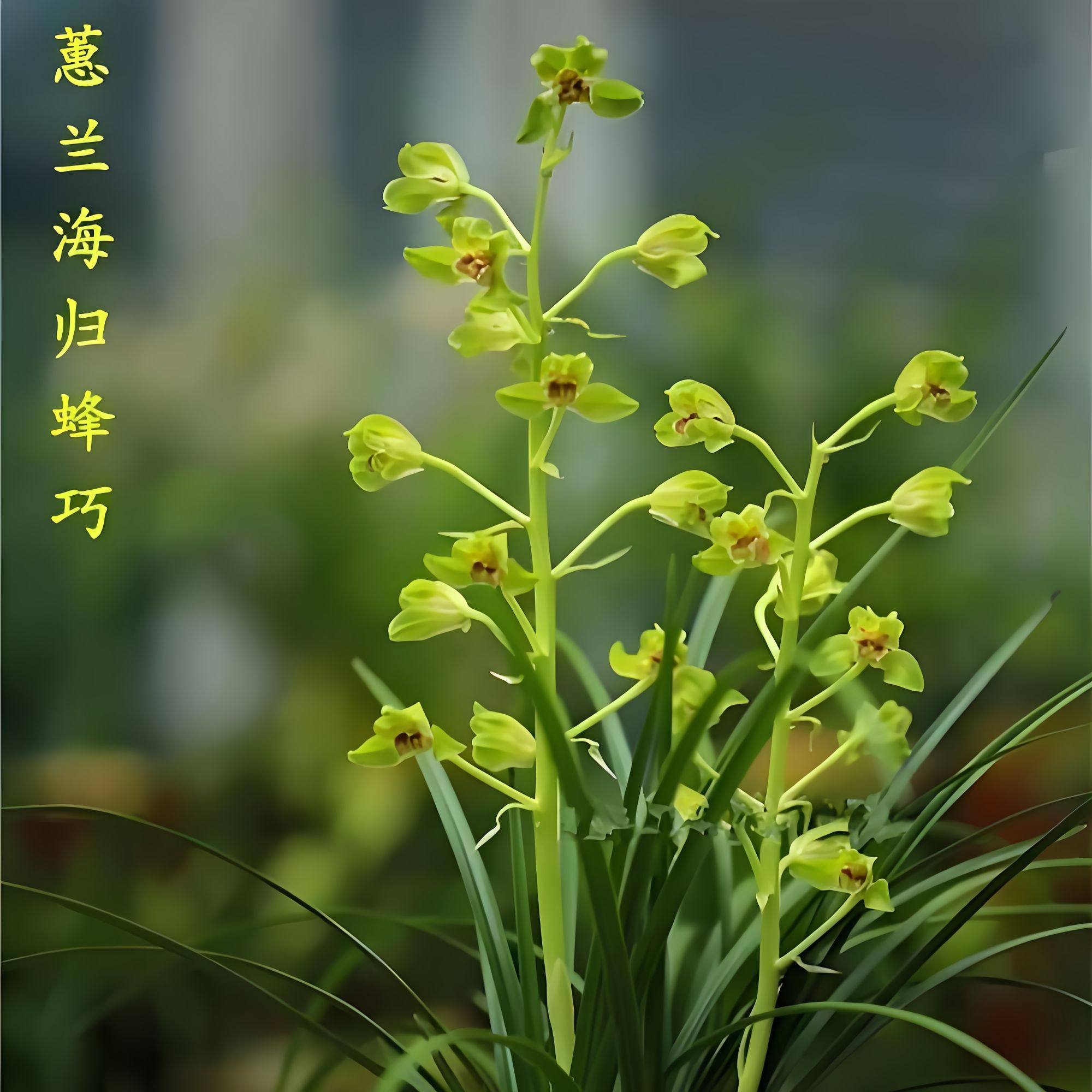 【海归蜂巧】蕙兰素花高出架山区自然苗3-5月花期易养活阳台养兰
