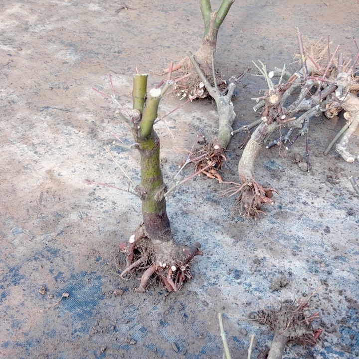 秋***话无花朵枫树……枫树