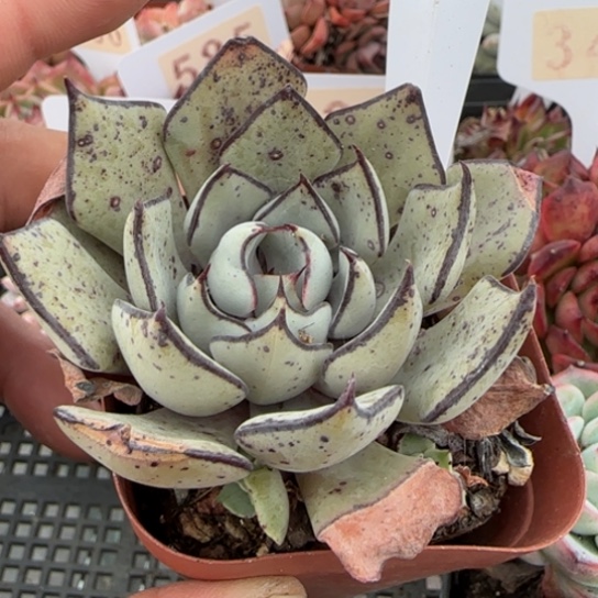 527剑斯诺娃一物一拍多肉