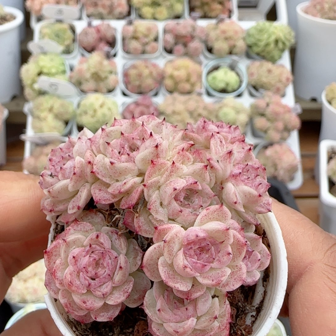 【闪购商品】0116-104小魔仙优选