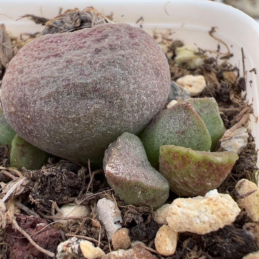 花斑款实生新品大苗多肉植物