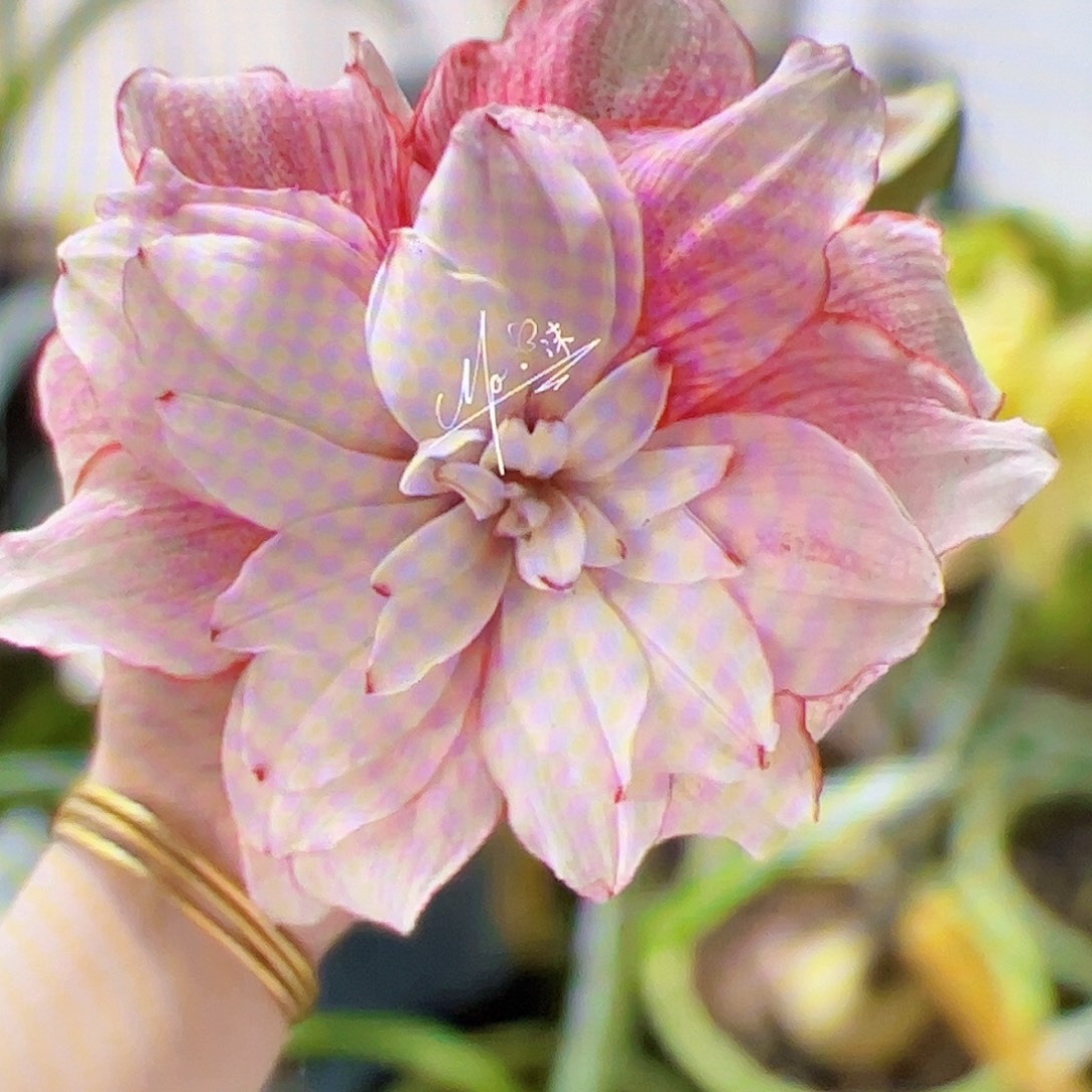 朱顶红珍妮佛进口球3.5cm