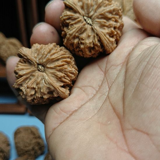 新***人完全开放南疆石核桃