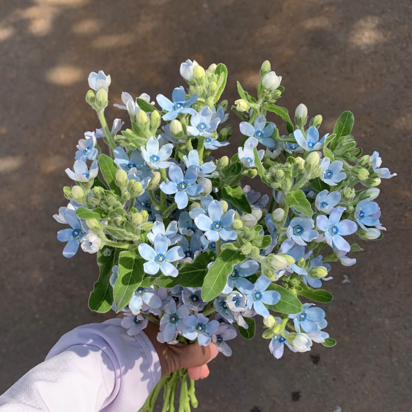 【十二花时】蓝星花 草花 店铺两单及以上升级冷链发货