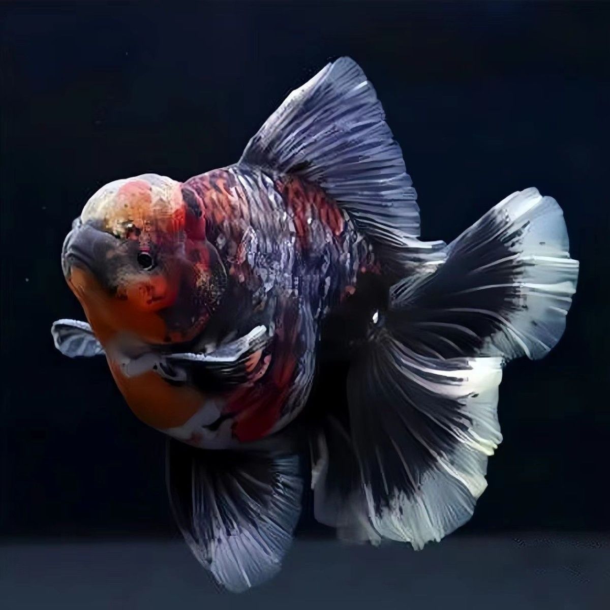 呆呆金鱼精选玛丽将军泰式浴场直发冷水观赏鱼《超萌好物》