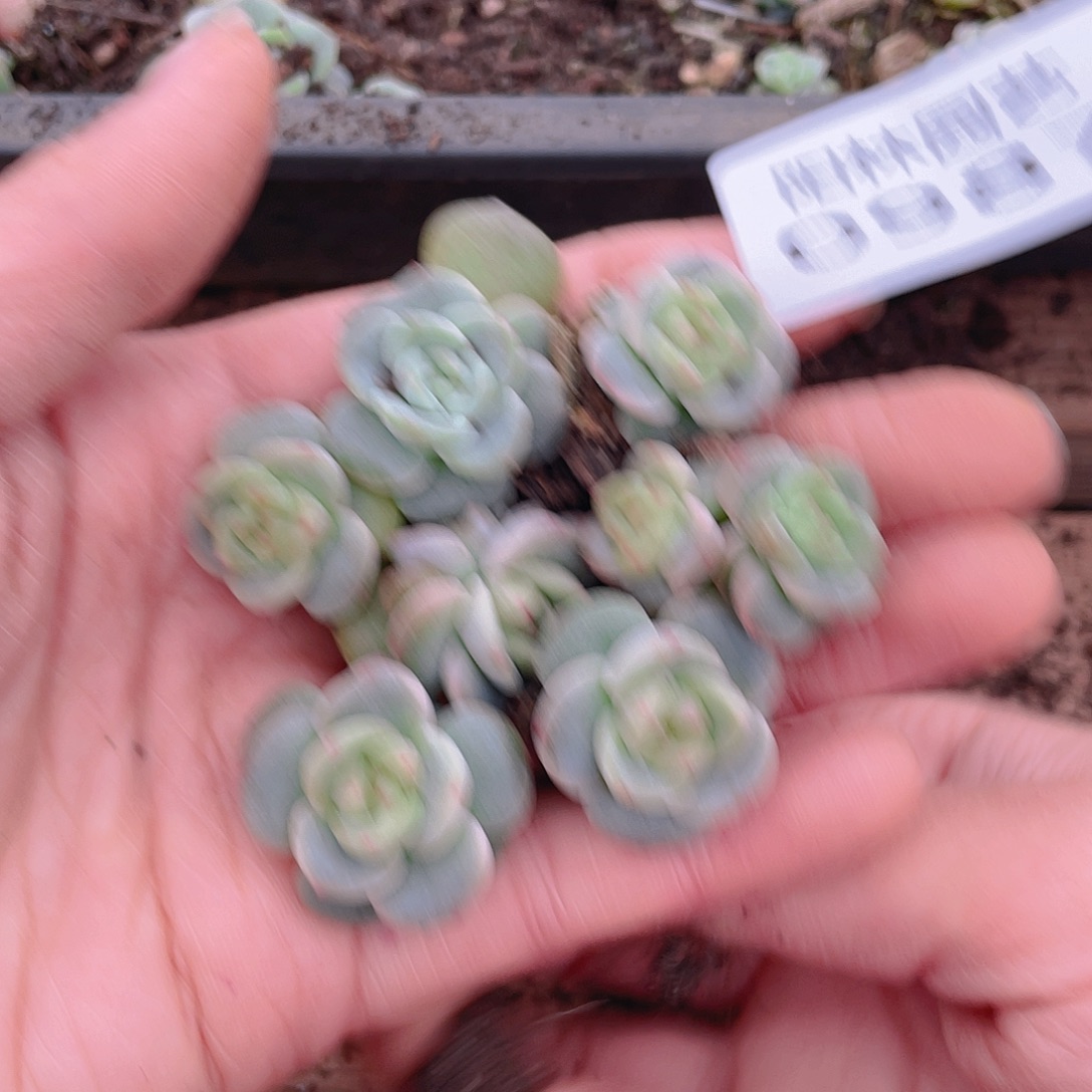 多肉植物多肉植物987