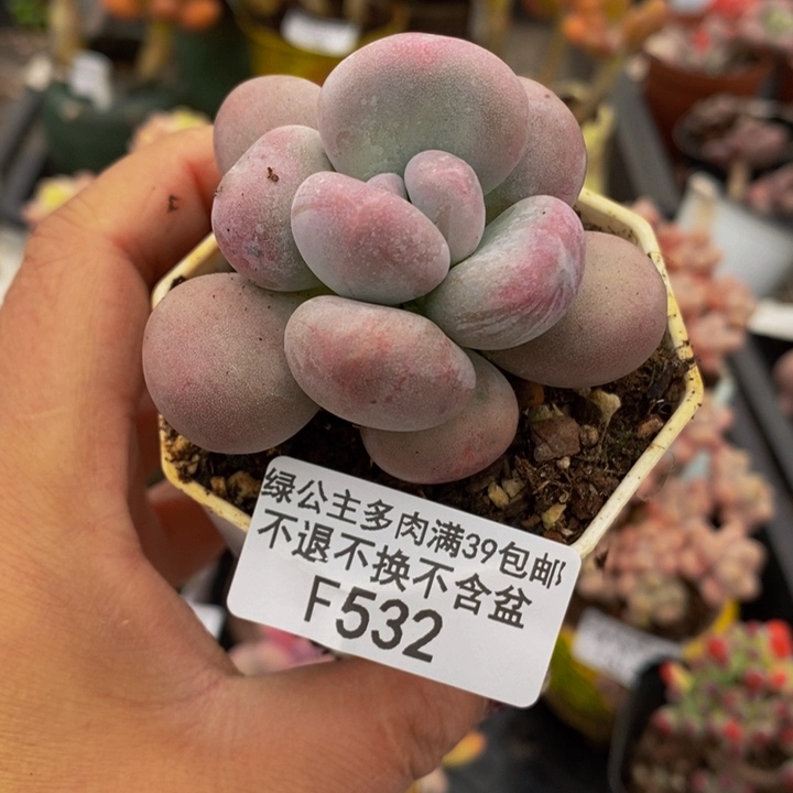 橙雪球奶酪单头532多肉植物