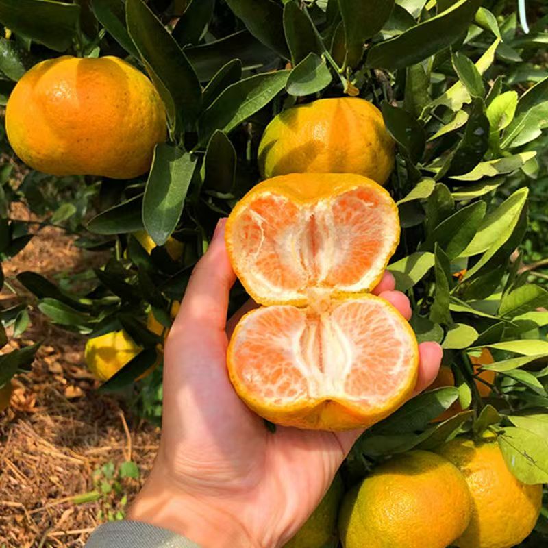 【王大水专属】正宗福建永春芦柑新鲜现摘薄皮甘甜多汁孕妇顺丰包邮