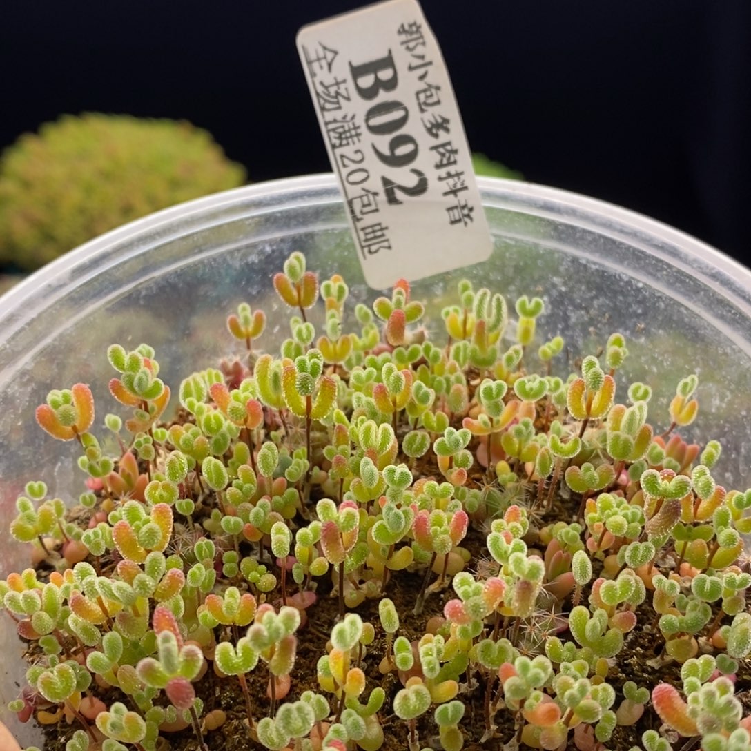 092枝干混合苗。       