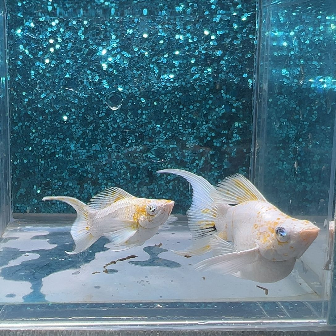 孔雀鱼樱花玛丽一对0087