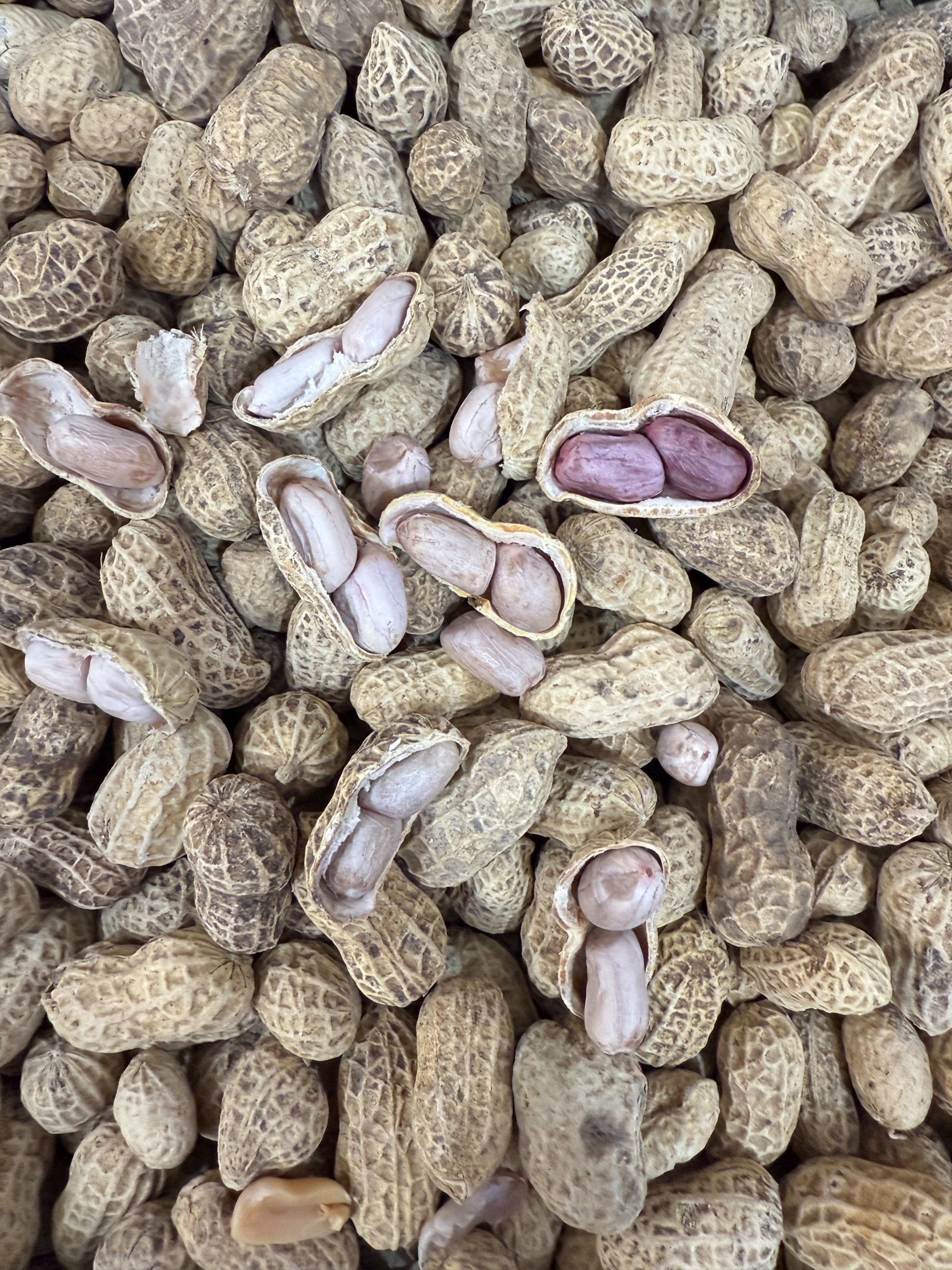 福建特产农家水煮花生【小个头】