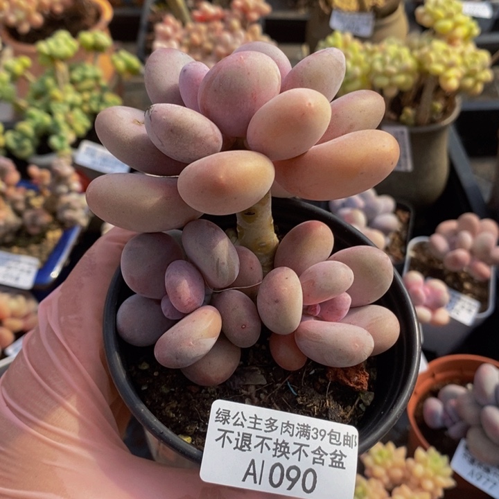 蛋黄奶老桩1090多肉植物