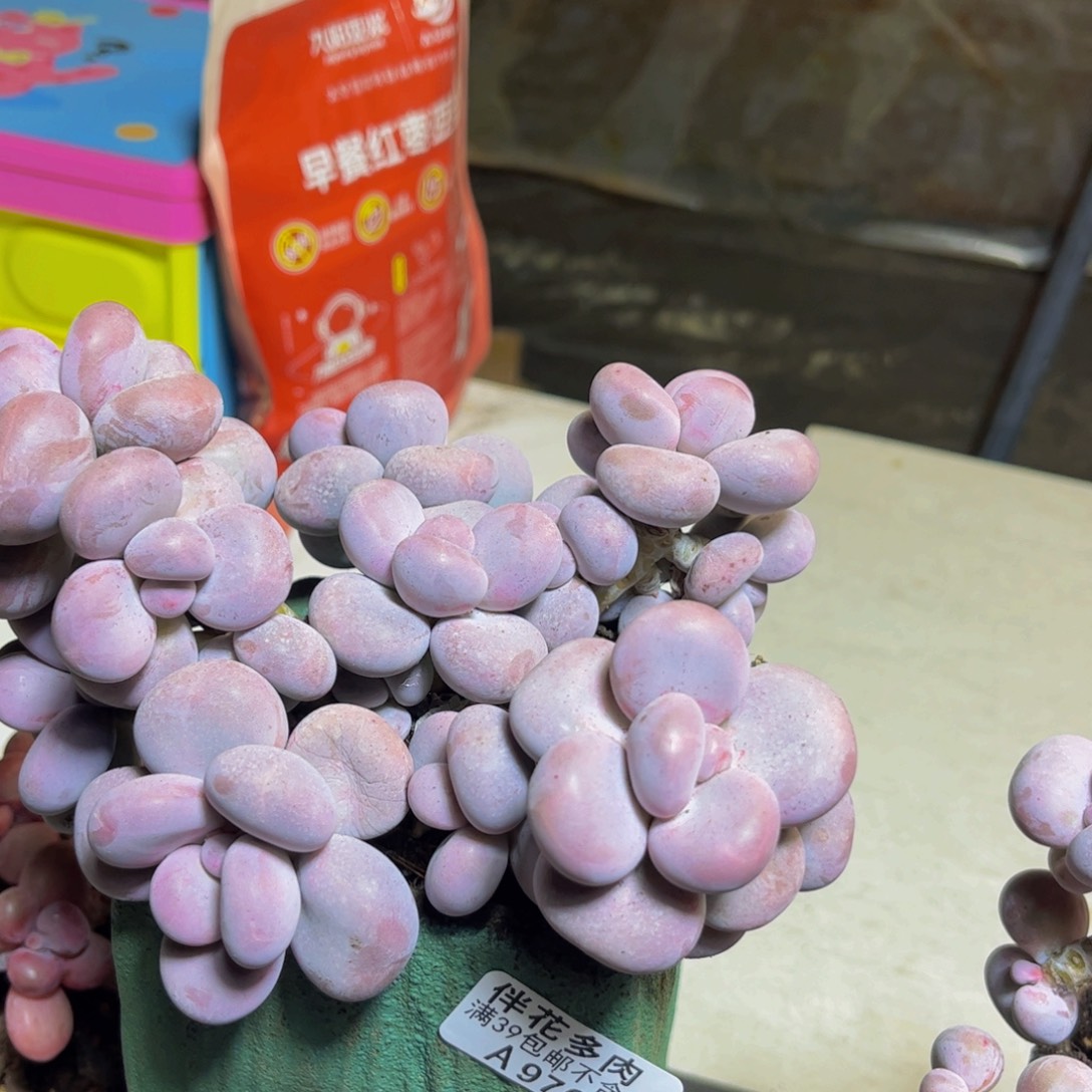 976芭比奶酪17厘米多肉