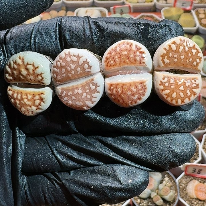 生石花11111111。   91