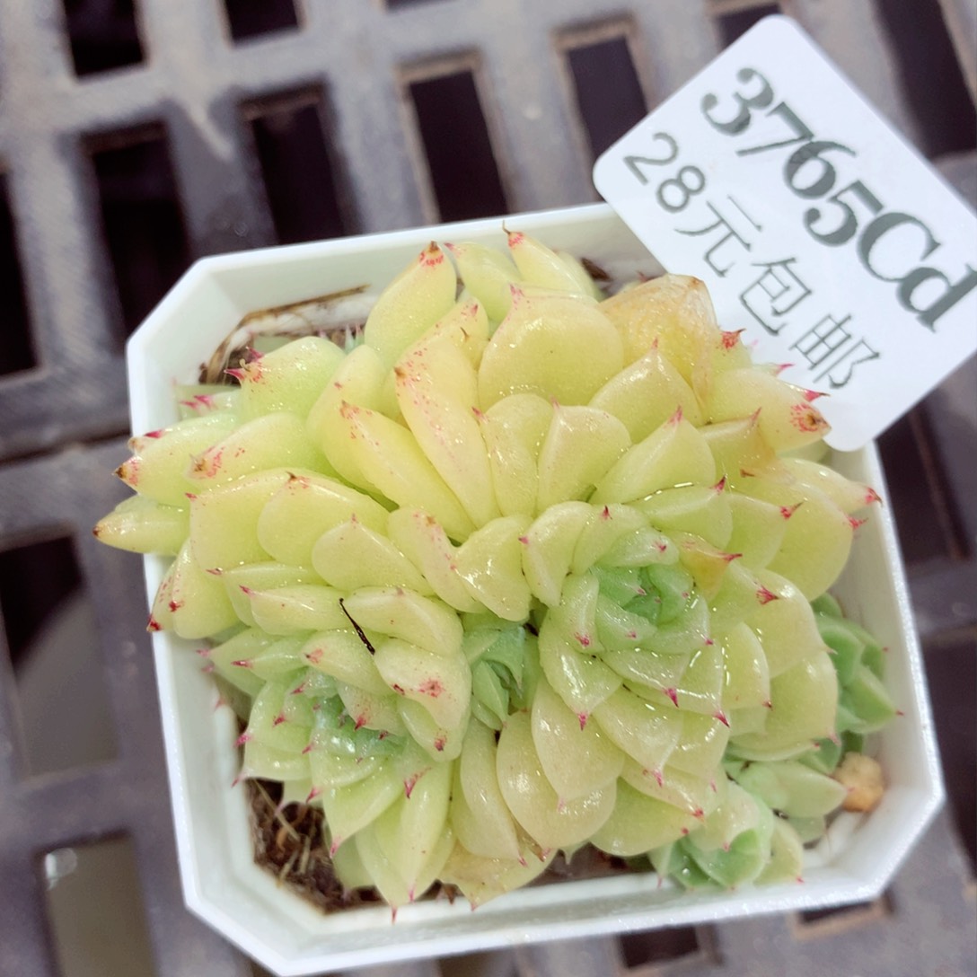 5厘米盆精控多肉3765