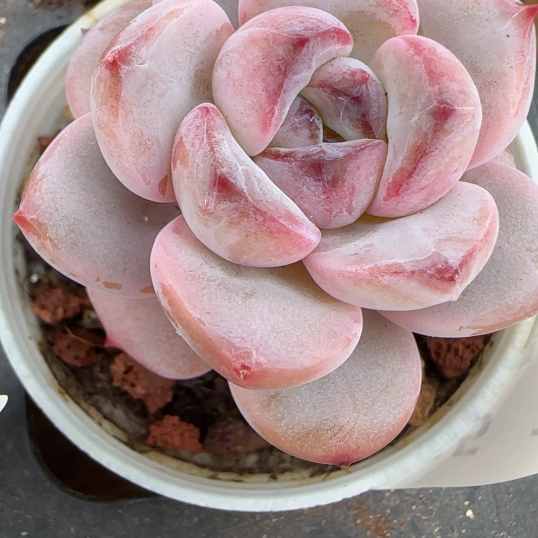 花语逸镜0215-165