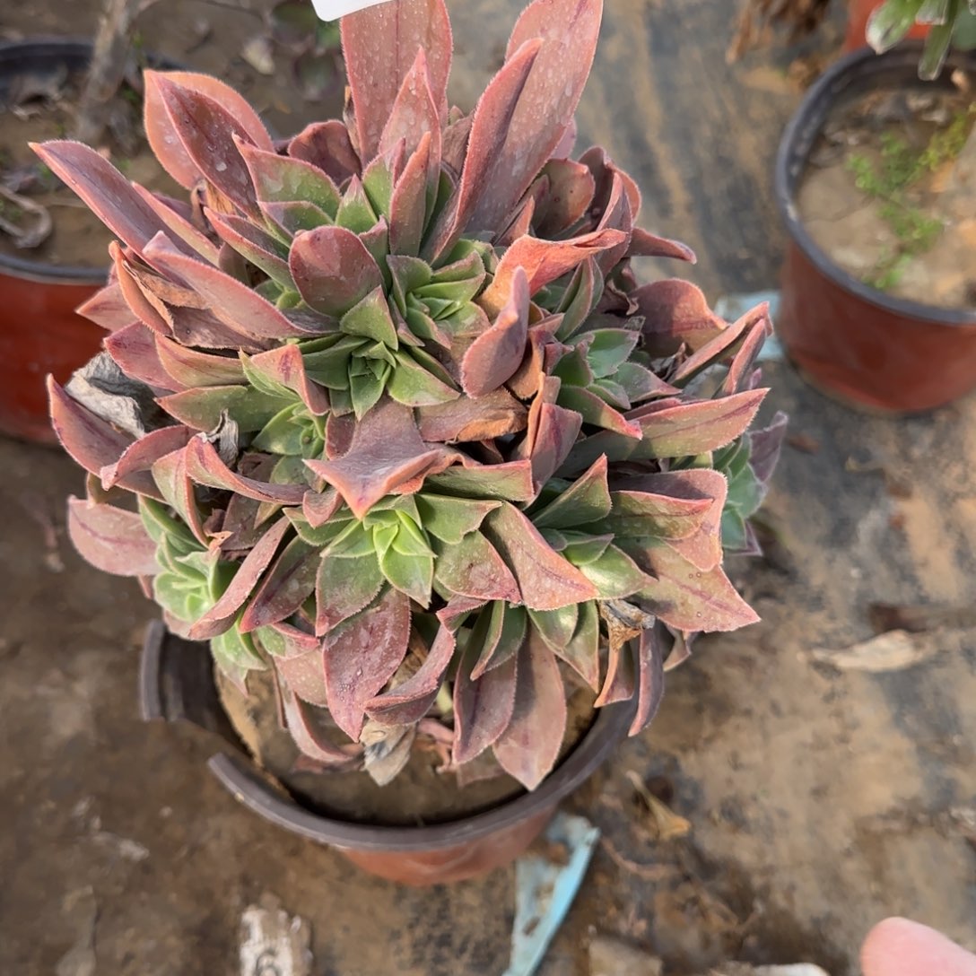 红叶多肉191满28包邮断枝不包