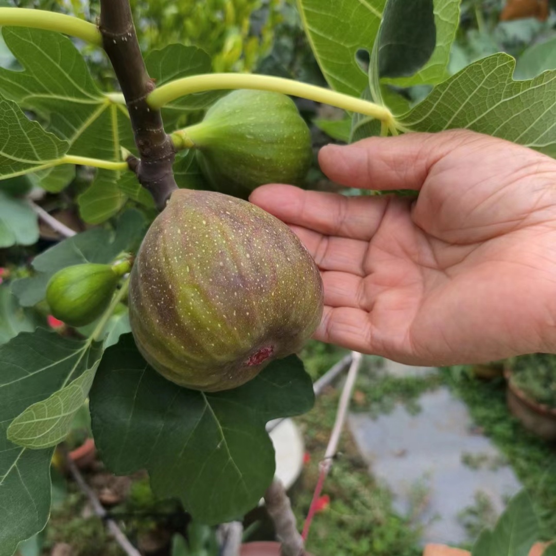 无花果树苗盆栽水果苗四季果苗波姬红南北方阳台种植地栽当年结果