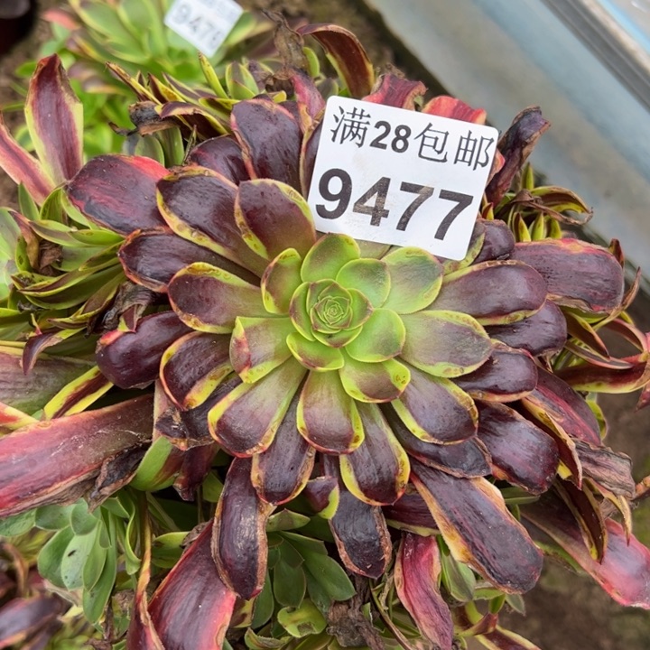 9477南欧嘉莉多肉植物