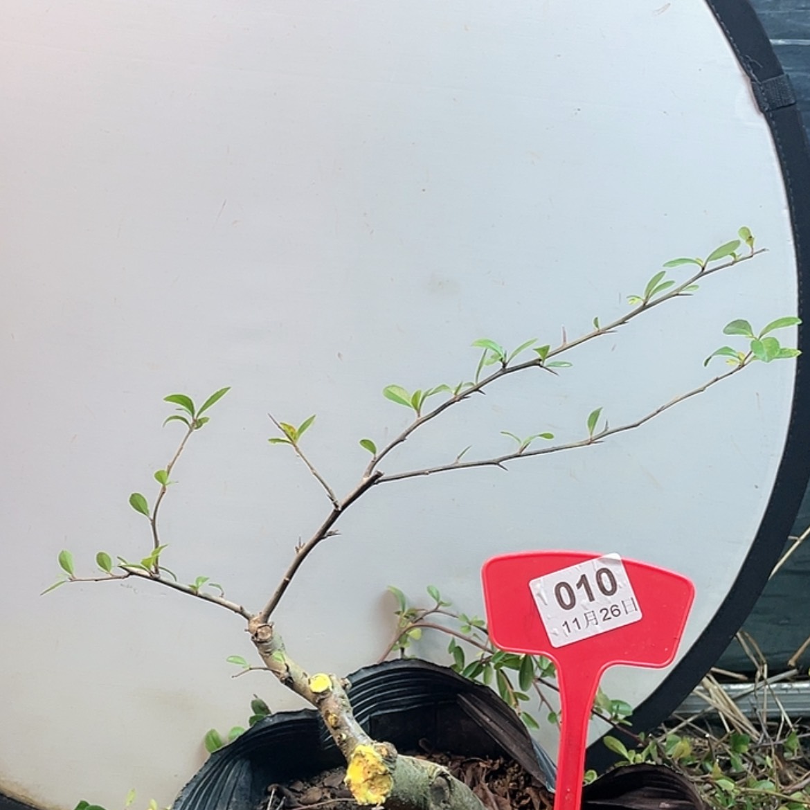 【闪购商品】无花朵010