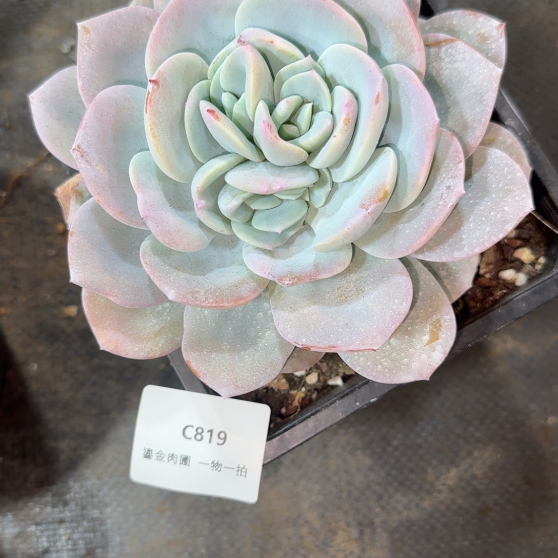 云***。C819分心奶茶      