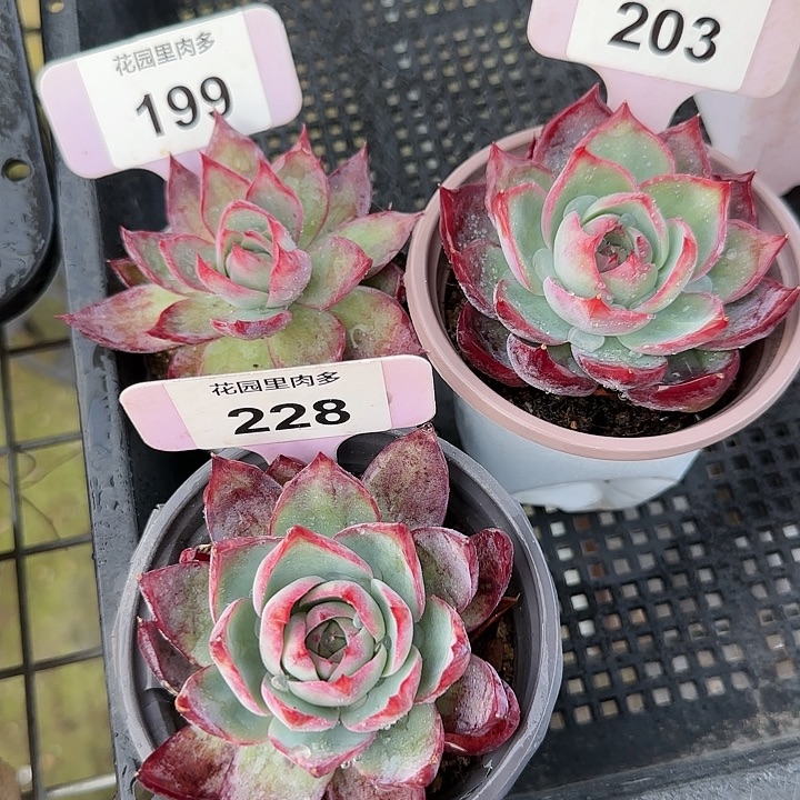 199、203、228惊鸿仙子多肉植物6-9cm