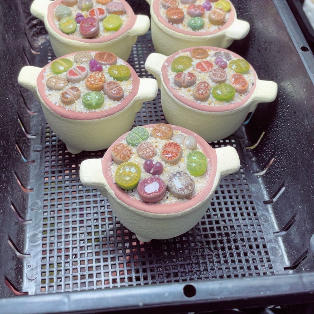 w5887-圆锅锅速干，一份一盆量拍