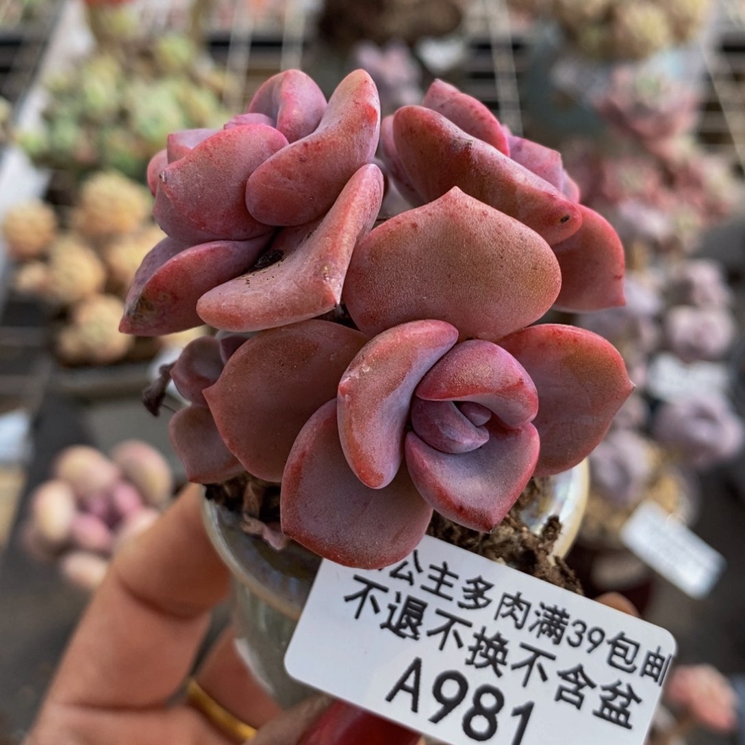 彩虹糖981/5cm多肉