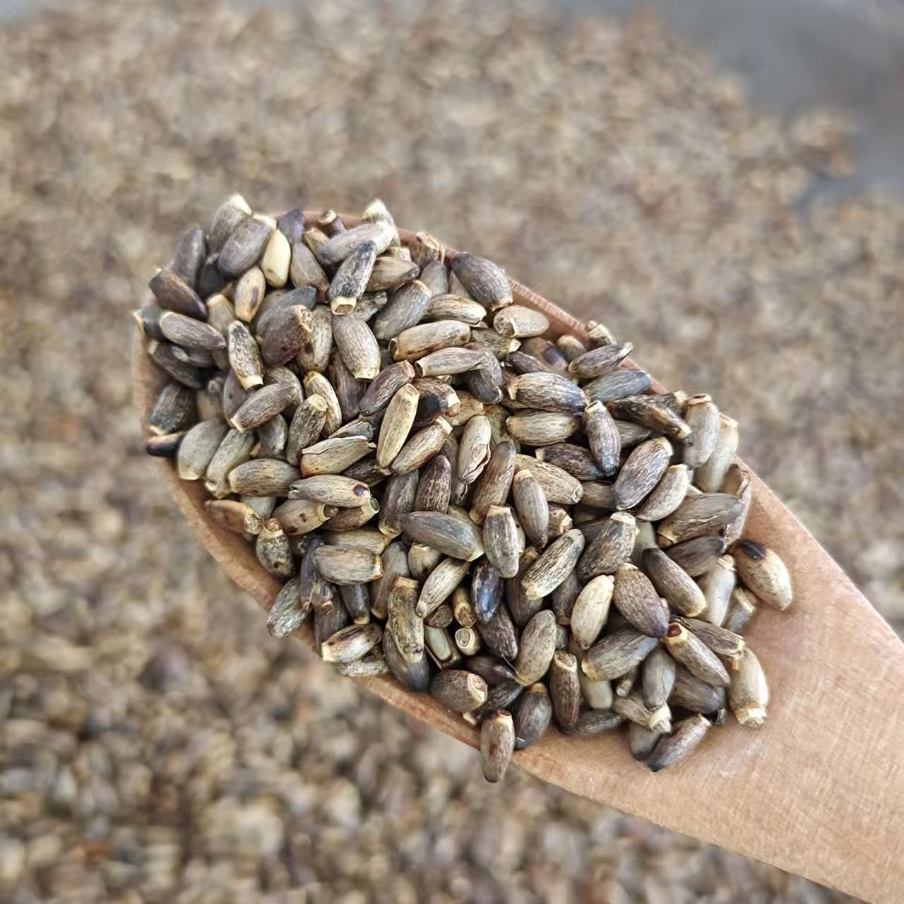 野生 紫花水飞蓟  农家山货 自然晾晒 夏日百合