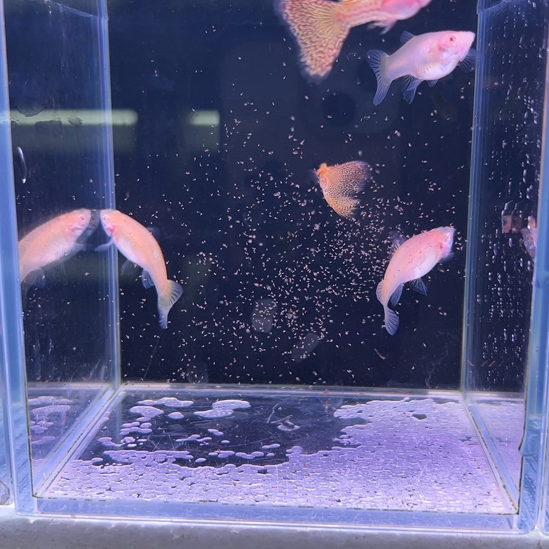 孔雀鱼黄蕾丝白子3母2公