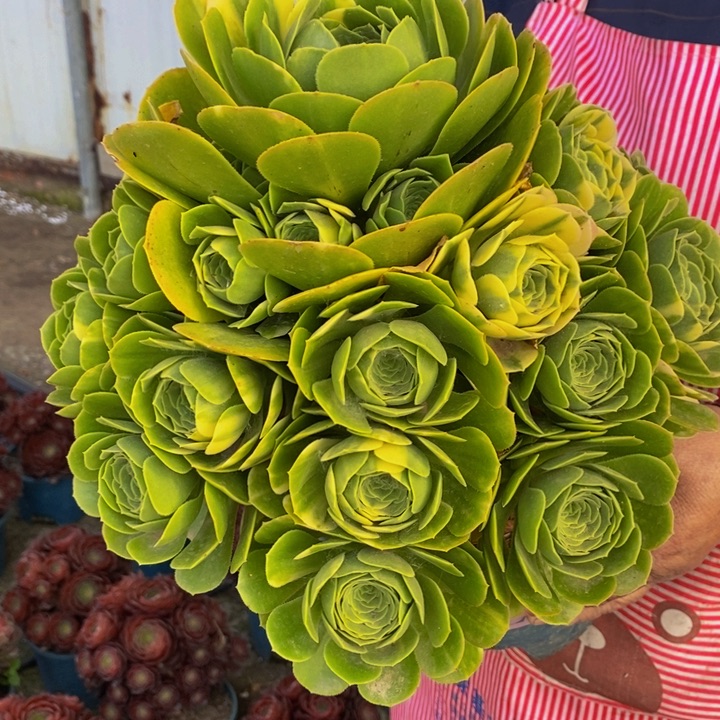 五彩琉璃多肉1颗多肉