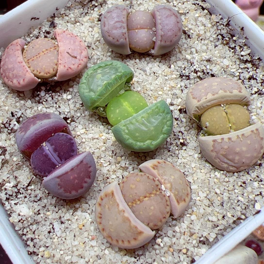 114优秀的肉肉74