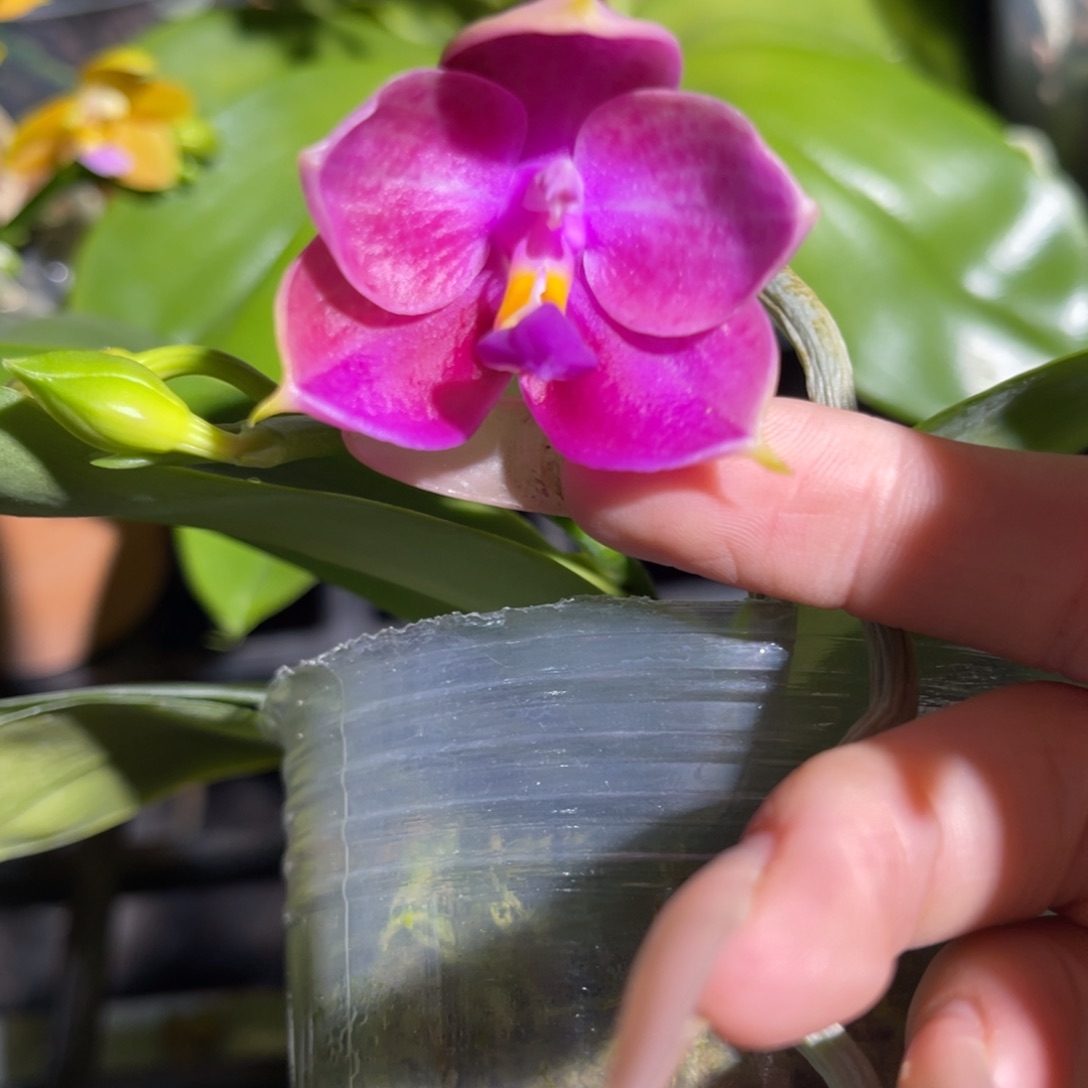 完全开放爪哇交贝蝴蝶兰